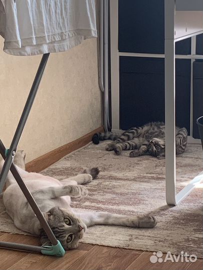 Котята в добрые руки бесплатно