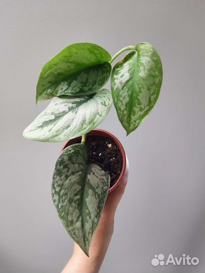 Сциндапсус пиктус треби