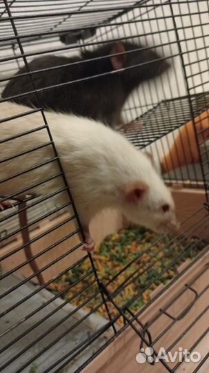 Декоративная крыса дамбо