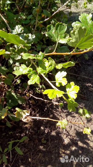 Саженцы крыжовника