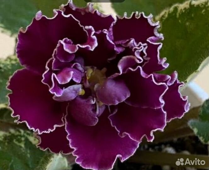 Фиалки листочки