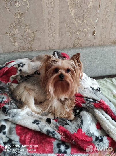 Йоркширский терьер