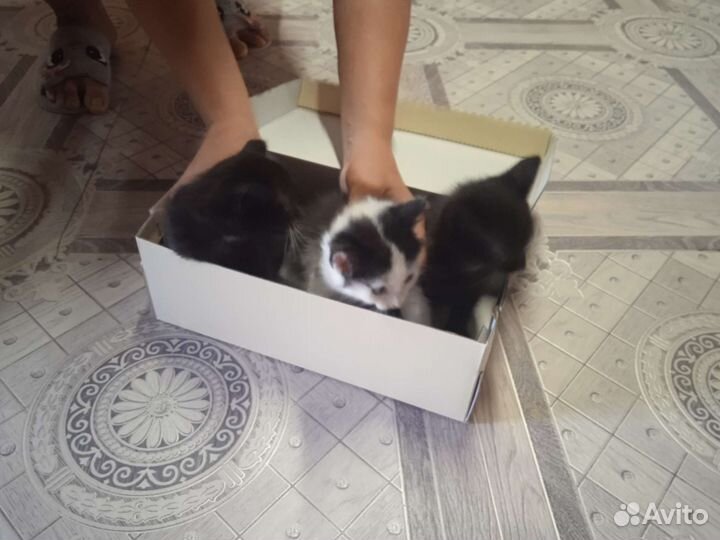 Котята в добрые руки бесплатно