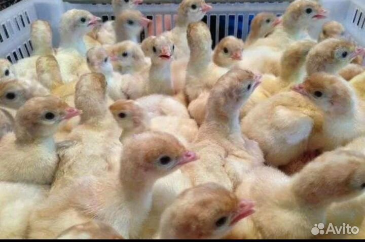 Цыплята бройлеры