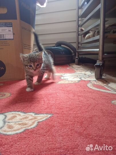 Кошки в добрые руки