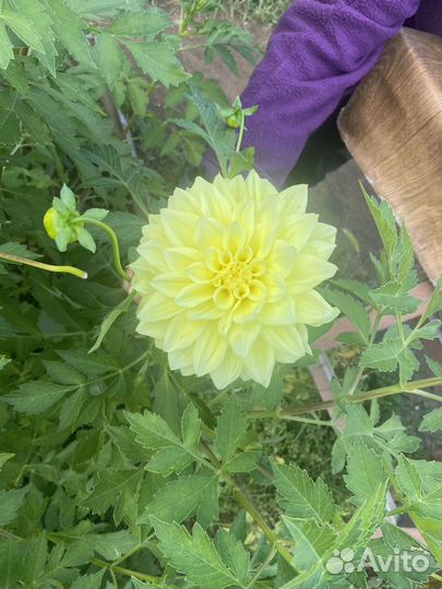 Цветы георгины