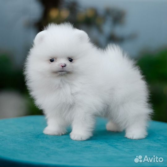 Померанец мальчишка