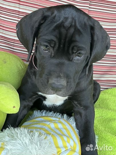 Кане корсо 2,5 месяца