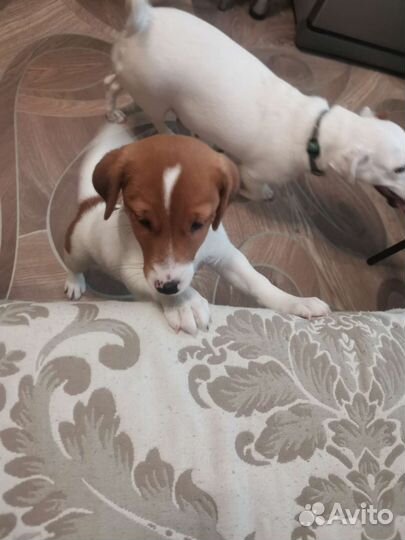 Щенки джек Рассел терьер гладкошерстный