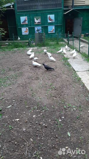 Продажа голубей