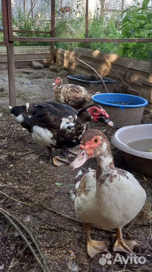 Индоутка мускусная утка