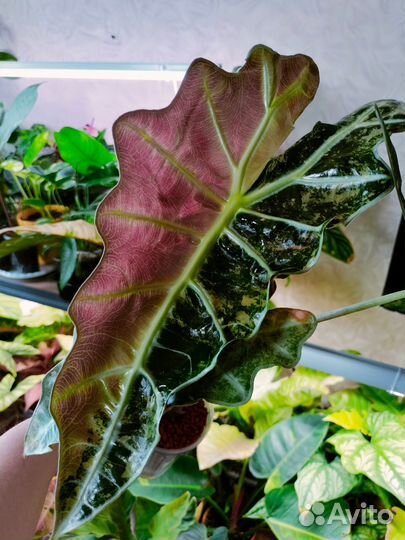 Алоказии редкие, клубни 3