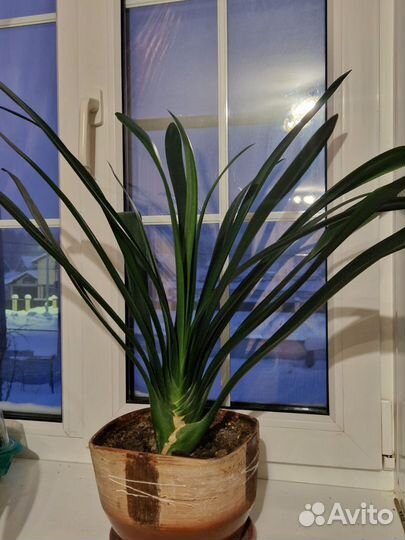 Комнатные цветы кливия