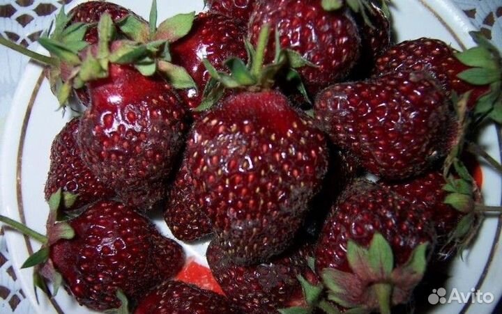 Рассада клубники