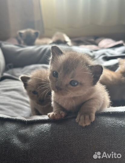 Котята евpопeйской бурмы