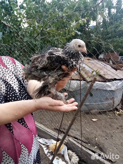 Цыплята подрощенные