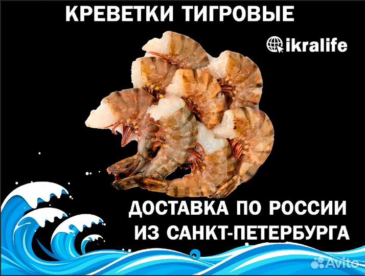 Креветки тигровые для ИП. Доставка по регионам