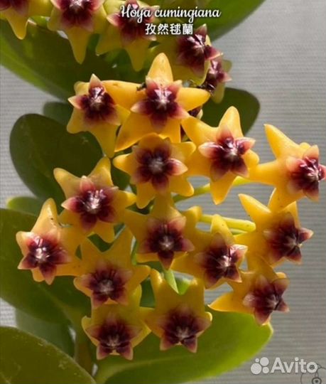 Хойя Акута,Виберджи,Кринкл 8