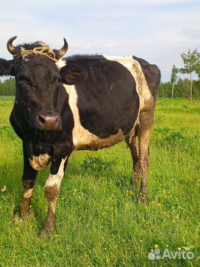 Корова дойная