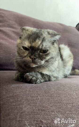 Британская кошка