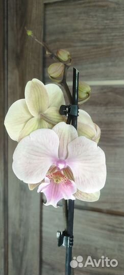 Орхидея фаленопсис Биг лип Манхэттен