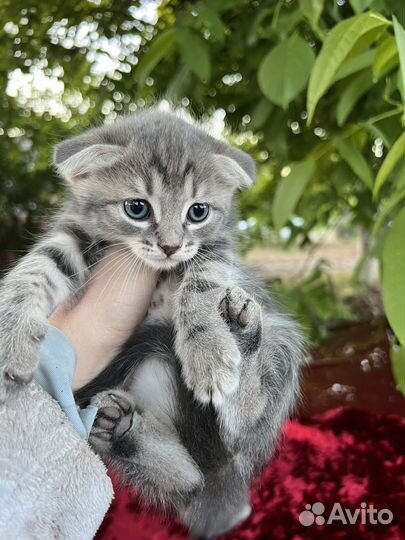 Шотландская вислоухая
