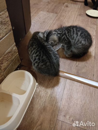 Котята
