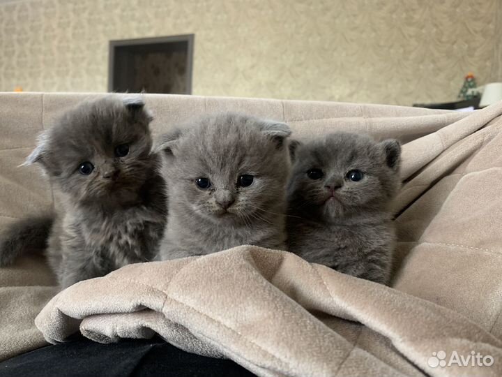 Британские котята