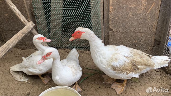 Индоутки Мускусные,семья, Селезень и 2 утки