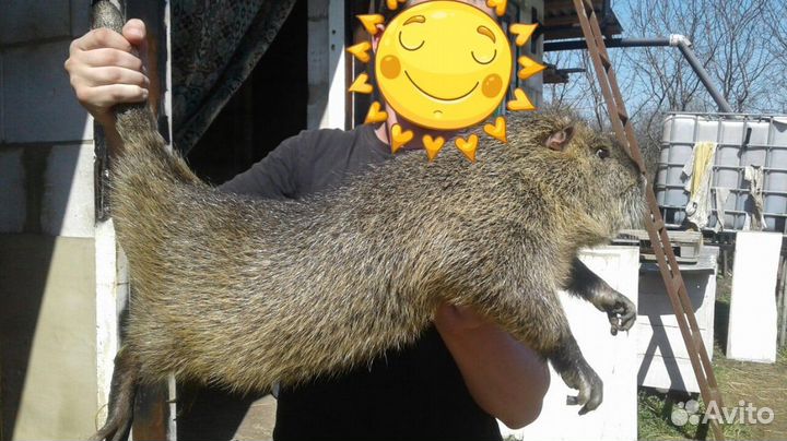 Нутрии самки