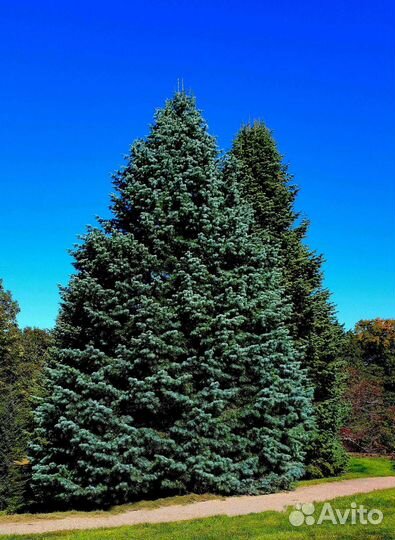 Ель голубая