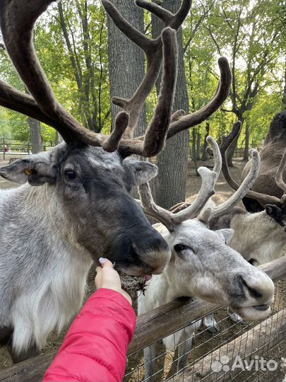 Автобусный тур 