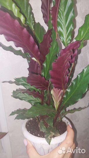 Калатея,маска