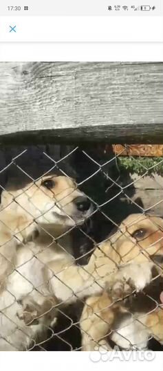 Собака дворняжка щенок