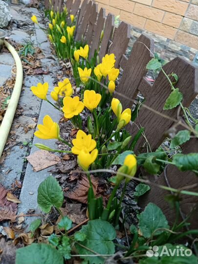 Штернбергия (крокус крупный желтый осенний) 10шт