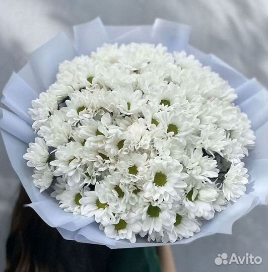 Хризантема