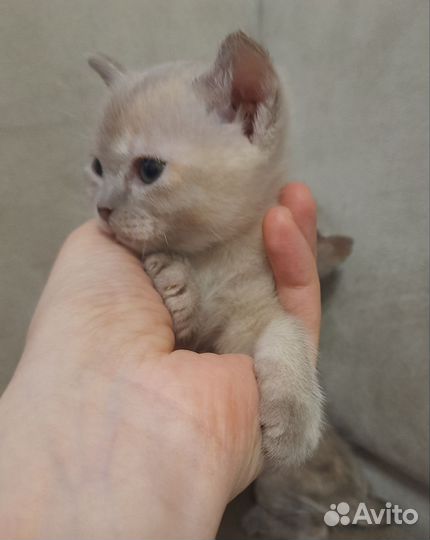 Бурманские котятки