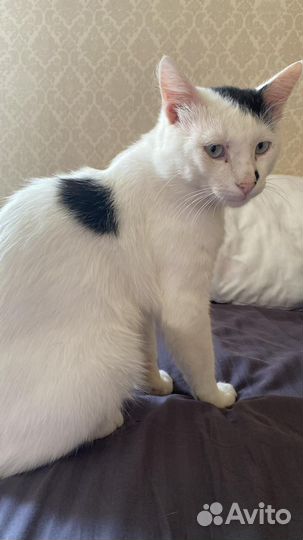 Кот