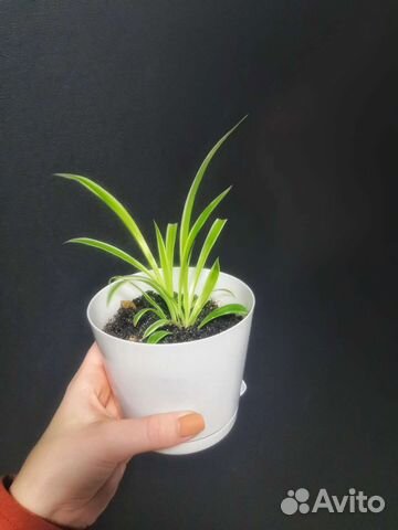 Хлорофитум