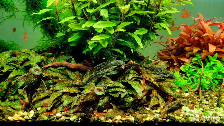 Криптокорина Нури