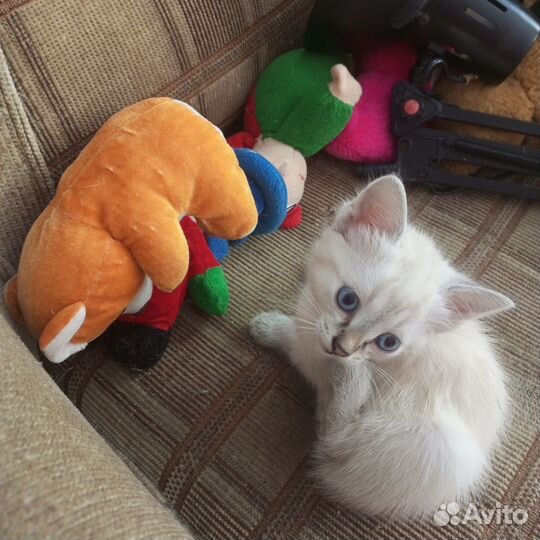 Кошки бесплатно