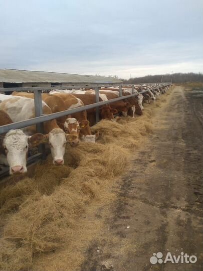 Племенные нетели