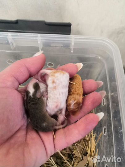 Кудрявые мышки