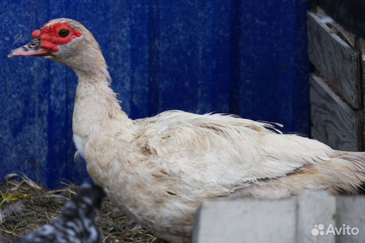 Падуаны и индоутка