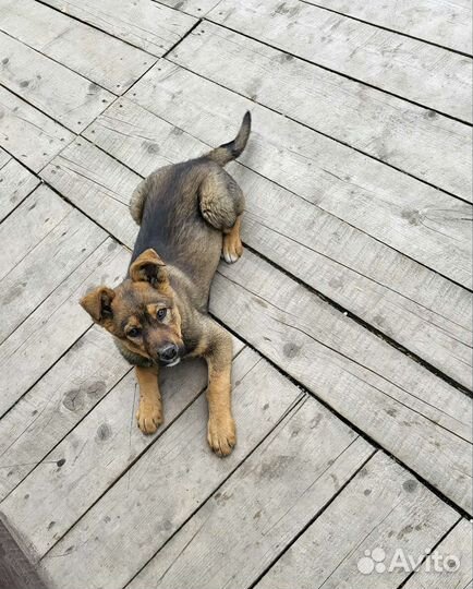 Собака в добрые руки отдам бесплатно