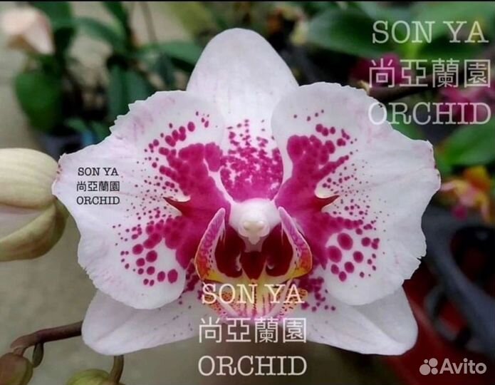 Орхидея бабочка