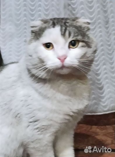 Вислоухий кот