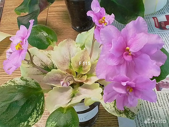 Фиалки сортовые цветущие