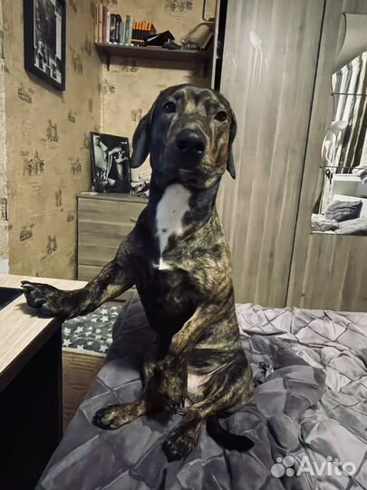 Вязка такса стандартная, кобель