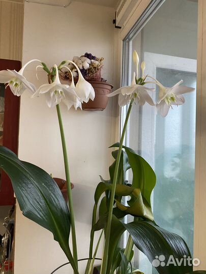 Эухарис (амазонская лилия)